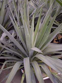 Pendulous Yucca