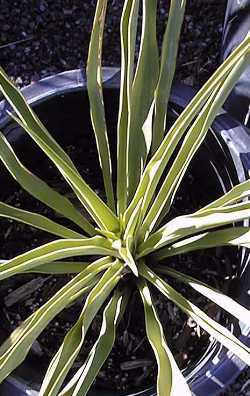 Twisted-leaf Yucca(Yucca rupicola)