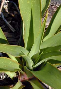 Twisted-leaf Yucca(Yucca rupicola)