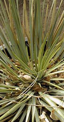 Thompson's Yucca(Yucca thompsoniana)