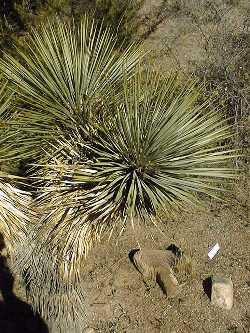 Thompson's Yucca(Yucca thompsoniana)