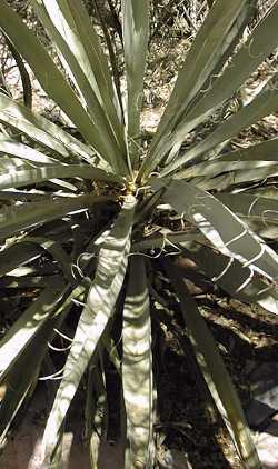 Spanish dagger, Torrey's yucca(Yucca torreyi)