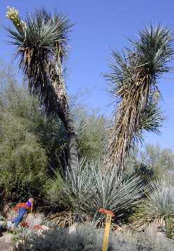Spanish dagger, Torrey's yucca(Yucca torreyi)