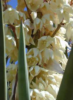 Spanish Dagger, Palma Pita, Don Quixote's lace(Yucca treculeana)