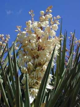 Spanish Dagger, Palma Pita, Don Quixote's lace(Yucca treculeana)