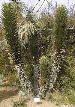 Datilillo(Yucca valida)