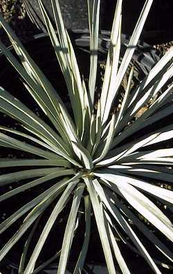 Whipple's Yucca, Our Lord's Candle(Yucca whipplei)