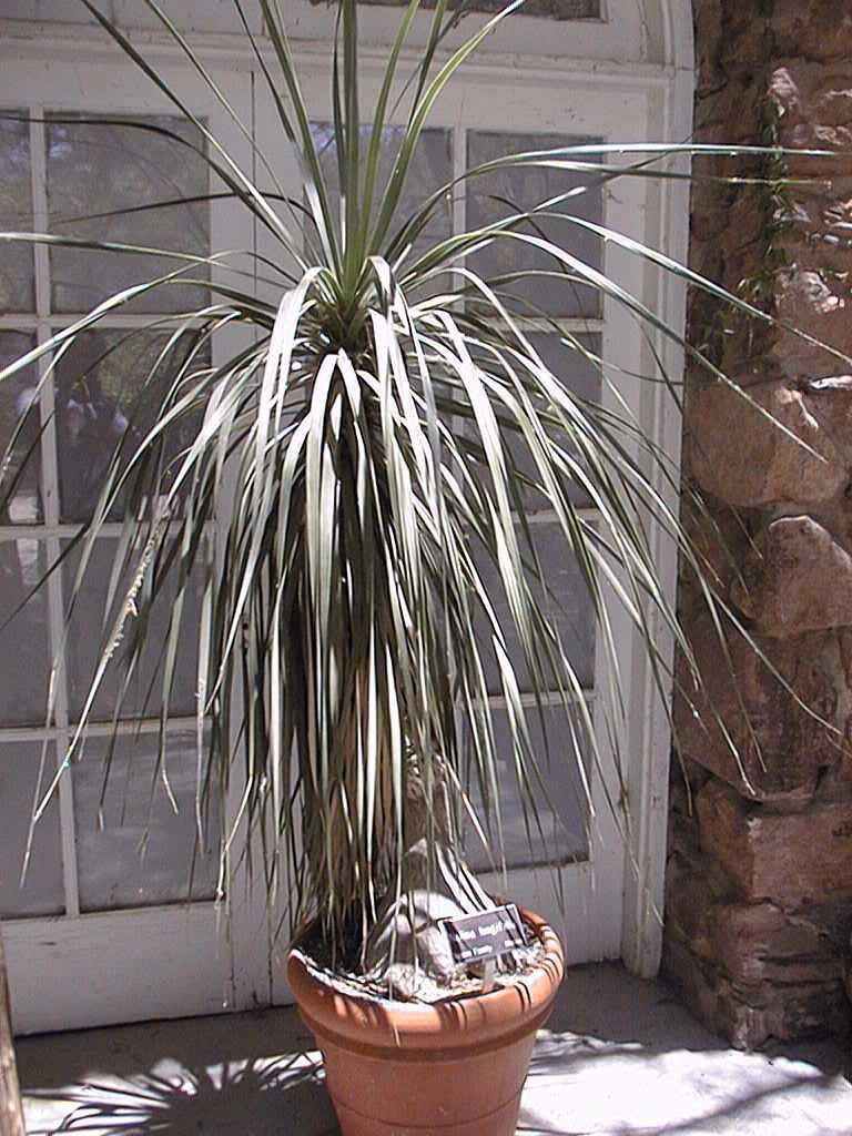 10 seeds Hardy Ponytail Palm Details about   Nolina longifolia Mexican Grass Tree 
