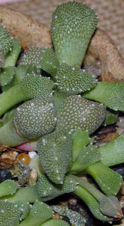 (Aloinopsis luckhoffii)