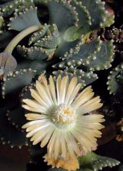 Giant Jewel Plant(Aloinopsis malherbei)