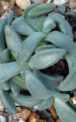 (Aloinopsis peersii)