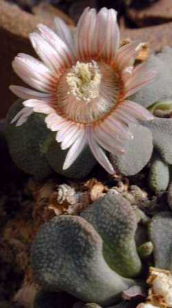 (Aloinopsis rosulata)