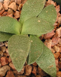 (Aloinopsis rubrolineata)