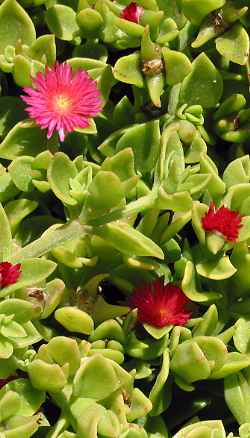 Ice Plant, Baby Sun Rose(Aptenia cordifolia)