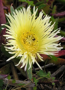 Highway Ice Plant(Carpobrotus edulis)