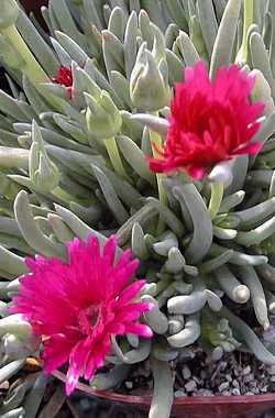 Red Spike Ice Plant(Cephalophyllum alstonii)