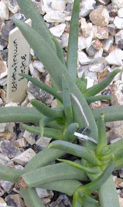 (Cephalophyllum regale)