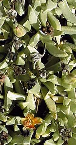 (Chasmatophyllum musculinum)