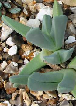 (Cheiridopsis carinata)