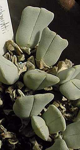 (Cheiridopsis caroli-schmidtii)