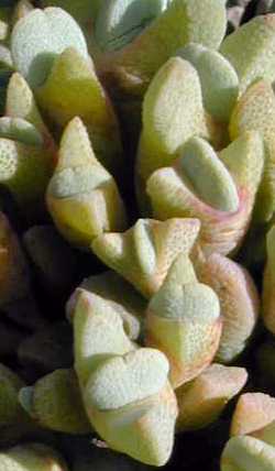(Cheiridopsis pulverulenta)