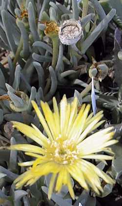 (Cheiridopsis rostrata)