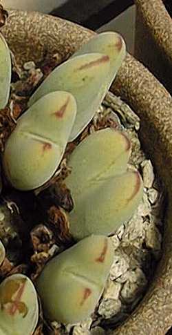(Conophytum albescens)