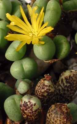 (Conophytum bilobum ssp. altum )