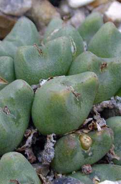 (Conophytum bicarinatum)