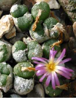 (Conophytum ectypum)