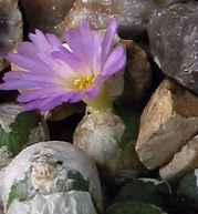 (Conophytum ectypum)