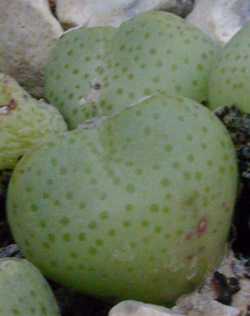 (Conophytum taylorianum ssp. ernianum )