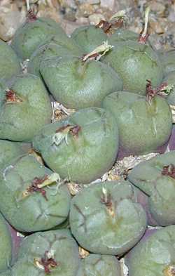 (Conophytum ficiforme)