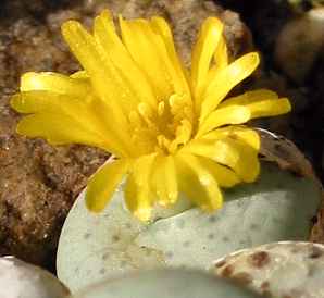 (Conophytum flavum)