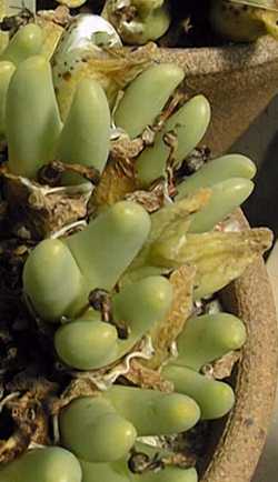 (Conophytum glaucum)