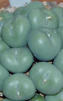 (Conophytum globosum)