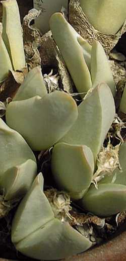 (Conophytum herreanthus ssp. herreanthus )