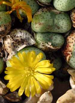 (Conophytum tantillum ssp. inexpectatum )