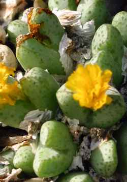 (Conophytum tantillum ssp. inexpectatum )