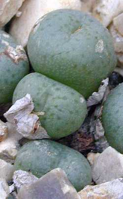 (Conophytum gratum 'jacobsenianum')