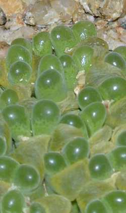 (Conophytum limpidum)