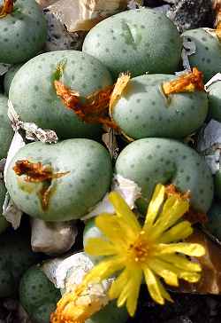 (Conophytum flavum  var. luteum )