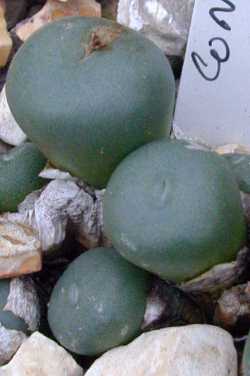 (Conophytum minutum)