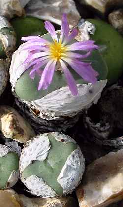 (Conophytum minutum var. pearsonii )