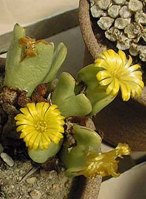 (Conophytum piluliforme)