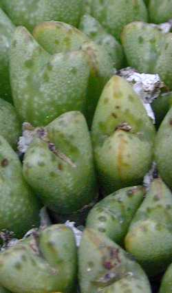 (Conophytum tantillum)