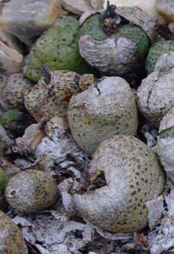 (Conophytum truncatum)