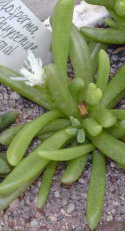 (Delosperma esterhuyseniae)