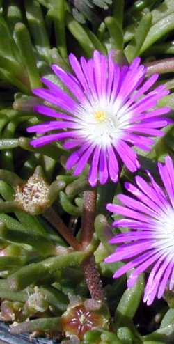 Ice Plant(Delosperma floribundum)