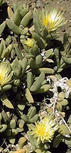 (Delosperma lehmanni)